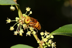 Eristalinus quinquestriatus