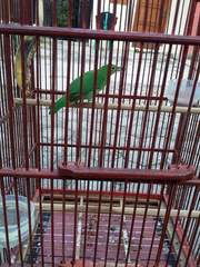 Chloropsis sonnerati