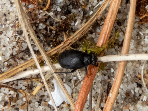 Orthocephalus proserpinae