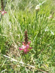 Onobrychis oxyodonta