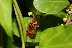 Eristalinus quinquestriatus