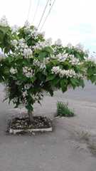 Catalpa bignonioides