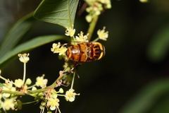Eristalinus quinquestriatus