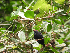 Chiroxiphia pareola