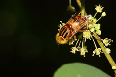 Eristalinus quinquestriatus