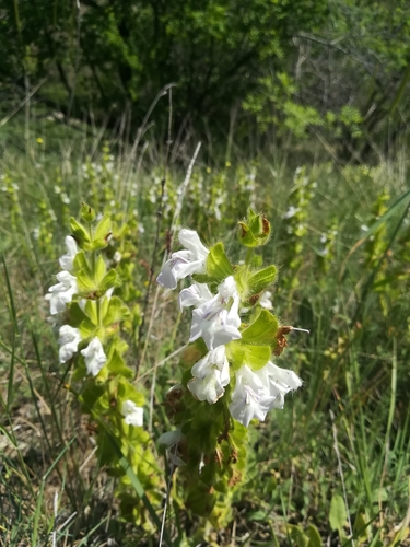 Anatolian Wand Sage (Salvia cadmica)