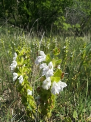 Salvia cadmica