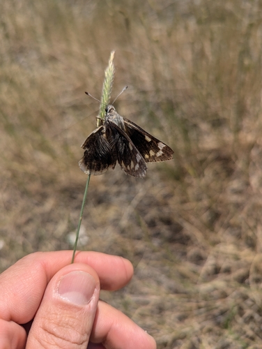 Strecker's Giant-Skipper