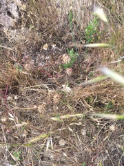 Trifolium willdenovii