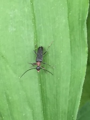 Grammoptera haematites