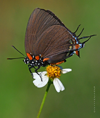 Atlides halesus image