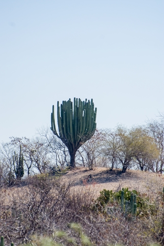Pachycereus weberi (Pachycereus weberi)