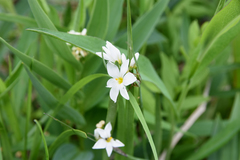 Sisyrinchium albidum