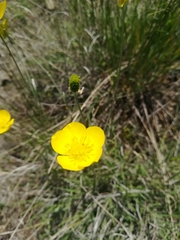 Ranunculus damascenus