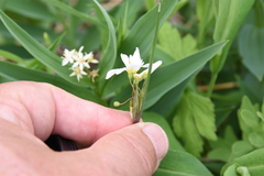 Sisyrinchium albidum