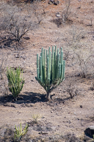 Pachycereus weberi (Pachycereus weberi)