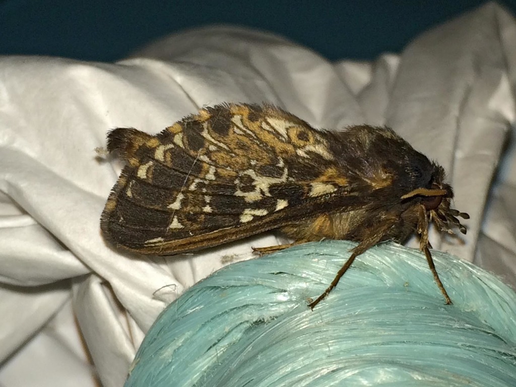 Winter Ghost Moth