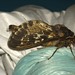 Winter Ghost Moth - Photo (c) Jeremy Rolfe, some rights reserved (CC BY), uploaded by Jeremy Rolfe