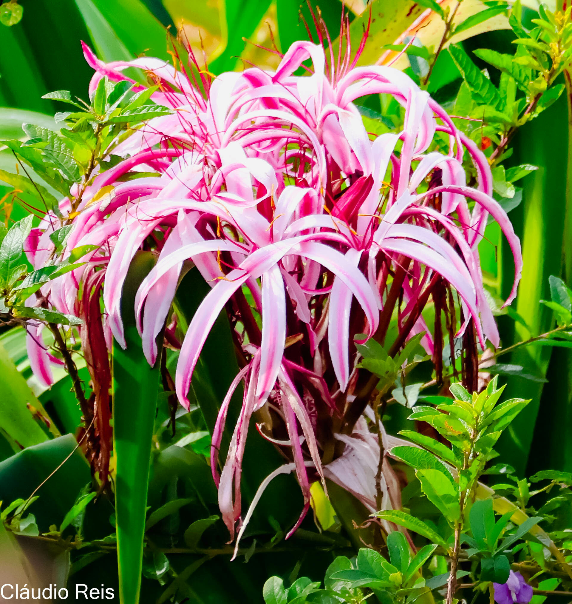 Crinum amabile