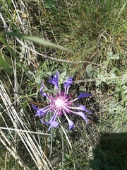 Centaurea depressa