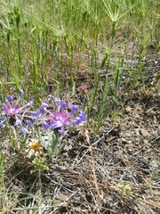 Centaurea depressa