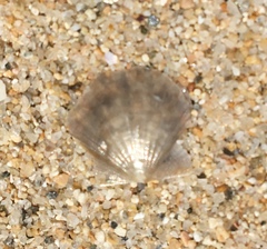 Flexopecten hyalinus