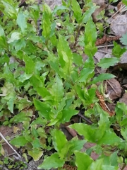 Stellaria bungeana