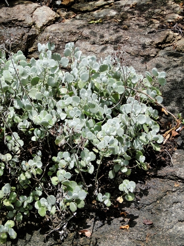 Foto de Kalanchoe millotii