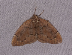 Spodolepis substriataria