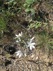 Ornithogalum oligophyllum