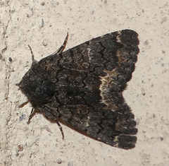 Catephia alchymista