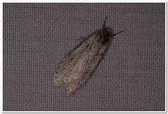 Semioscopis
