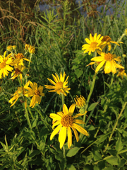 Verbesina helianthoides