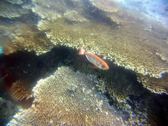 Priacanthus hamrur
