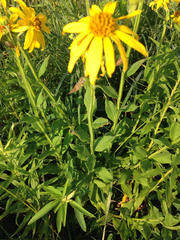 Verbesina helianthoides