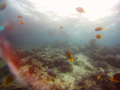 Chromis analis