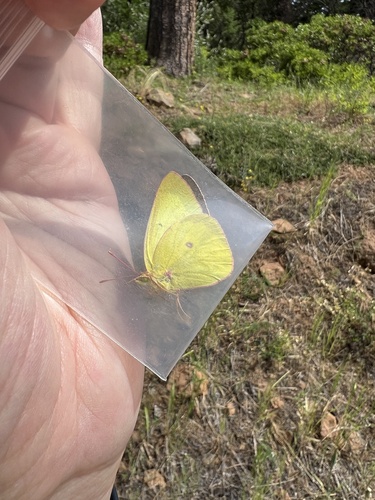 Western Sulphur photo 2