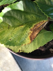 Pseudomonas