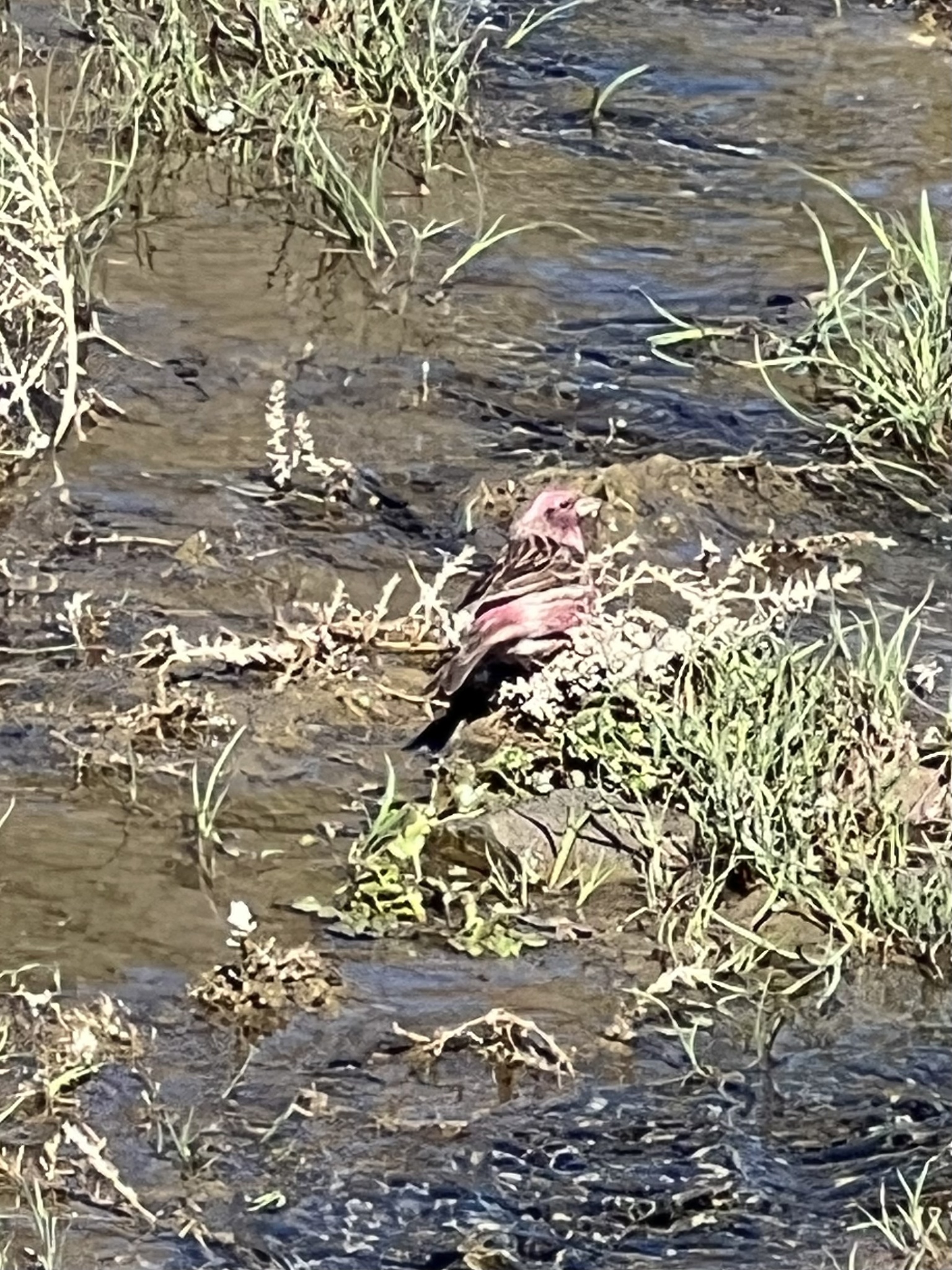 Chinese Beautiful Rosefinch