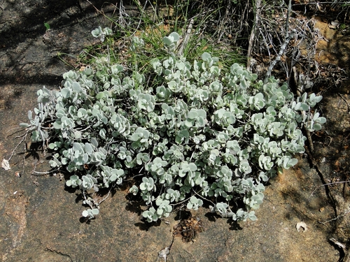 Foto de Kalanchoe millotii
