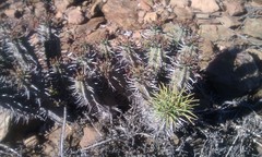 Euphorbia nesemannii