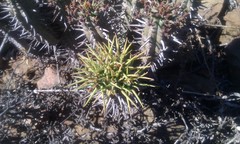 Euphorbia nesemannii
