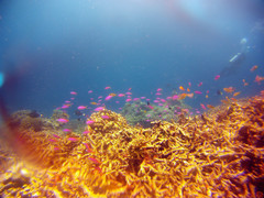 Mirolabrichthys tuka