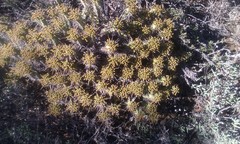 Euphorbia nesemannii