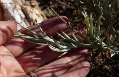 Arctotis lanceolata