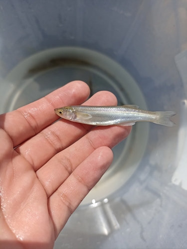 Peruvian silverside (Basilichthys semotilus) — Atherinopsidae — 2