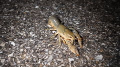 Procambarus liberorum