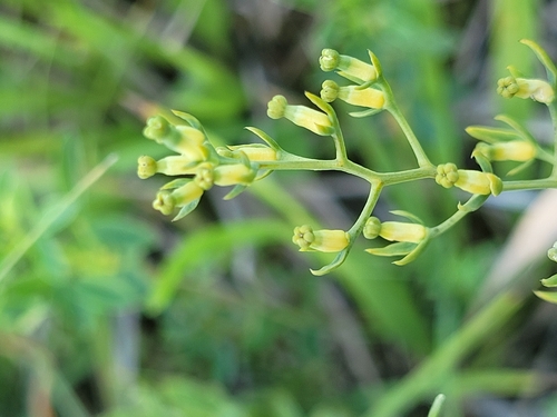 Image of Thesium linophyllon by (c) Bobo-X, some rights reserved (CC BY)