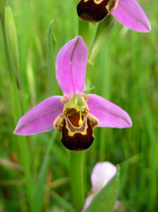 Bee Orchid - Photo (c) Matteo Paolo Tauriello, some rights reserved (CC BY-NC-SA)