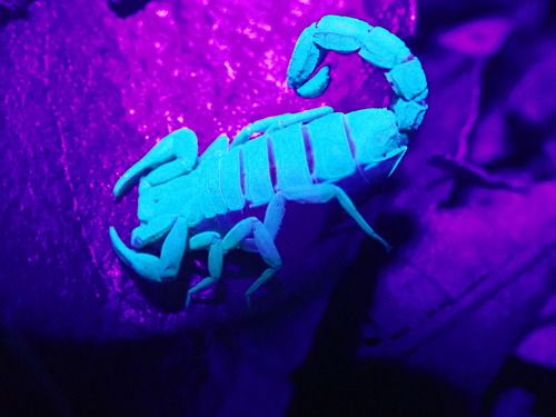 Cash's Scorpion
